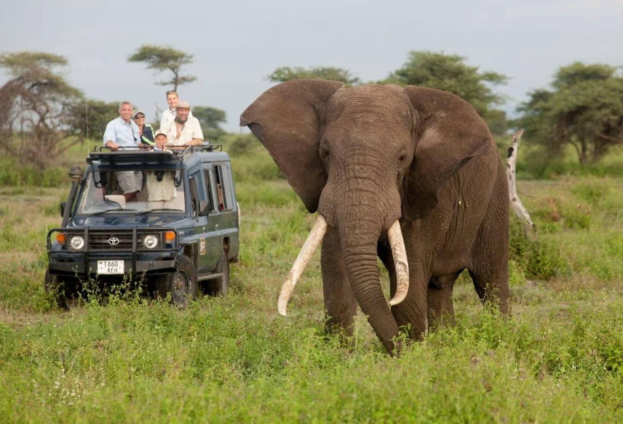 Namibian Safari