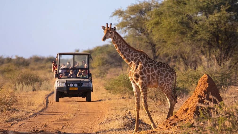 Giraffe safari