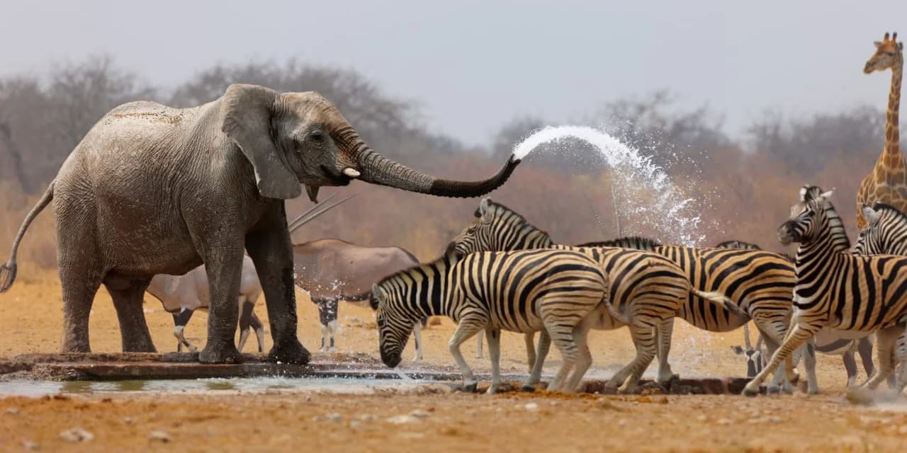 Wildlife elephants and zebras