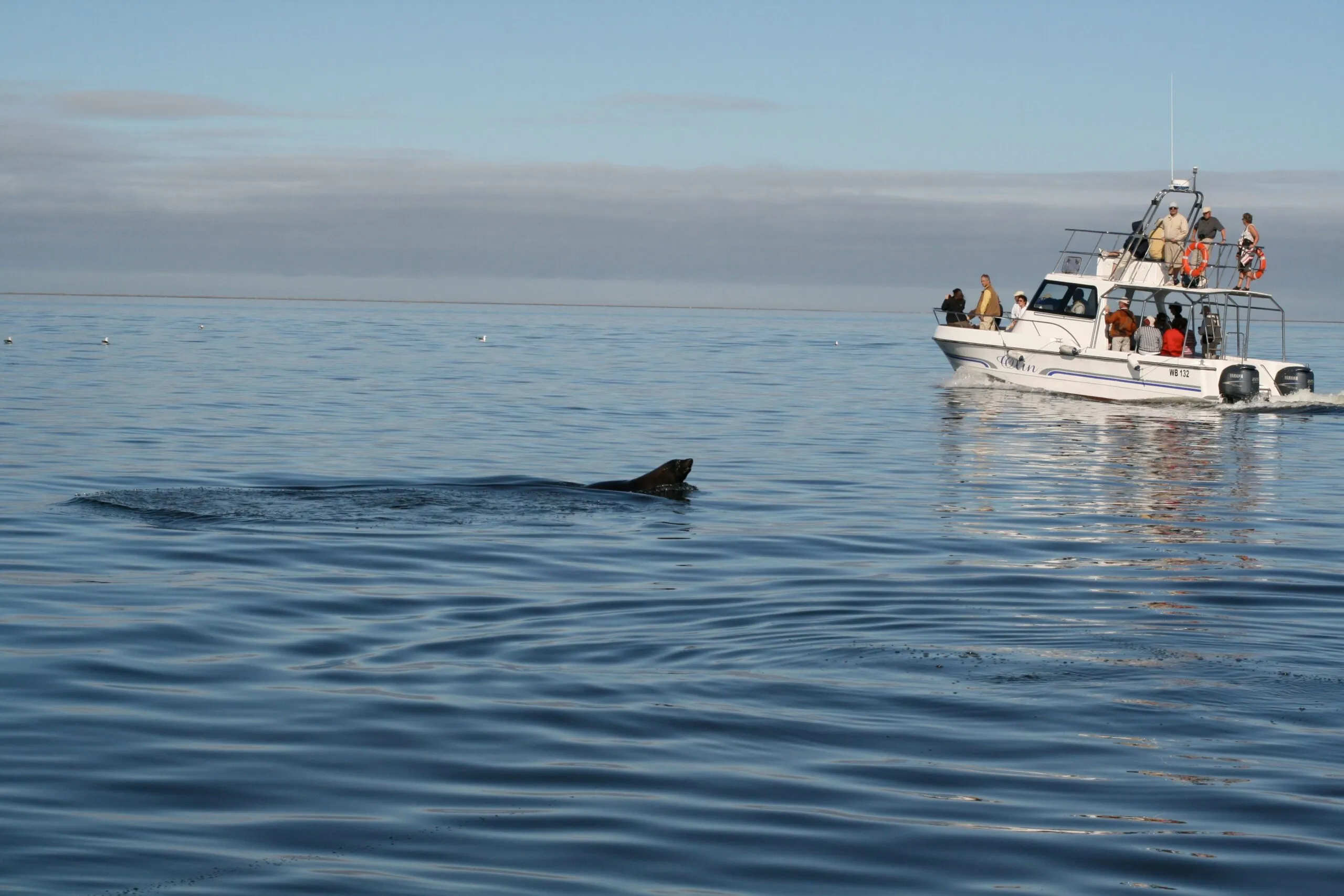 Dolphins alongside