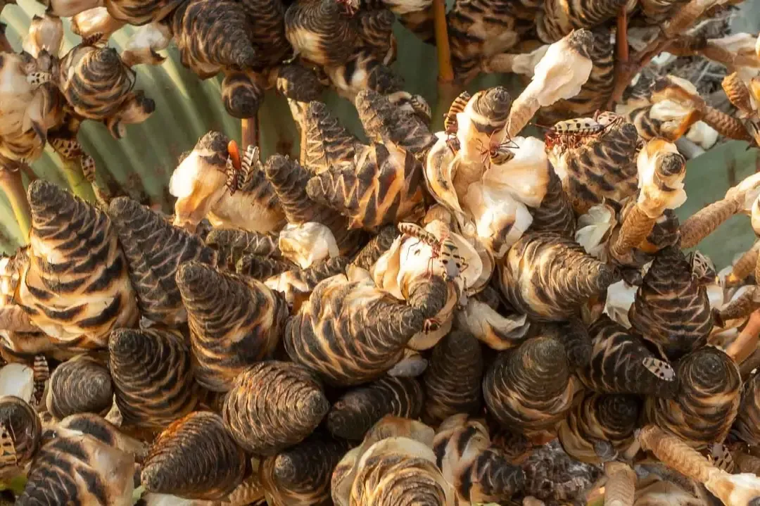 Welwitschia plant