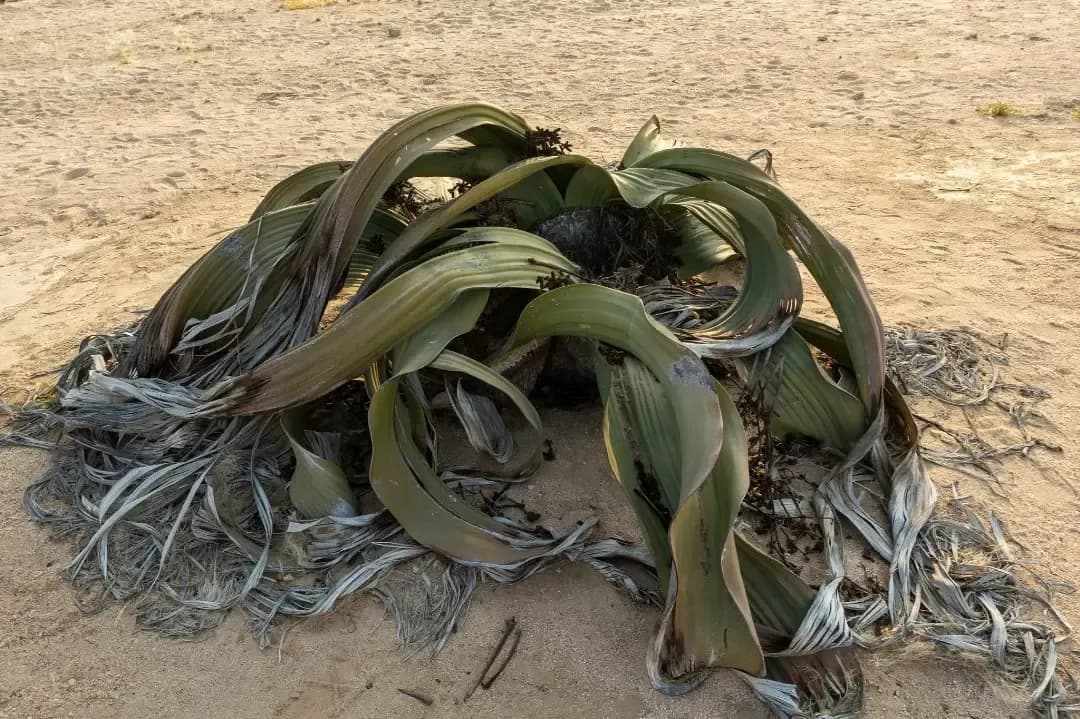 Desert canyon